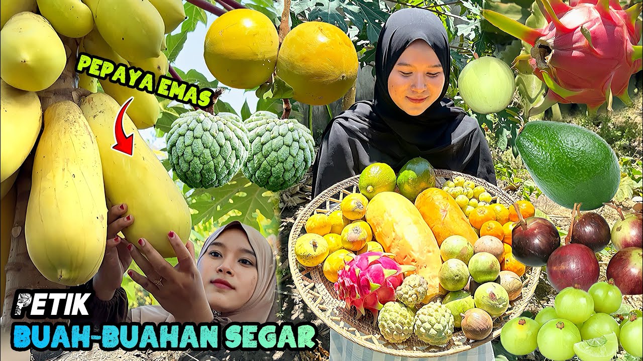 Petik buahbuahan dikebun | Panen macam-macam buah