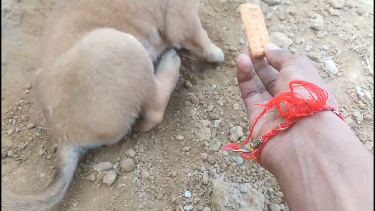 Doges bhai | nind Vs khana pina🤯****