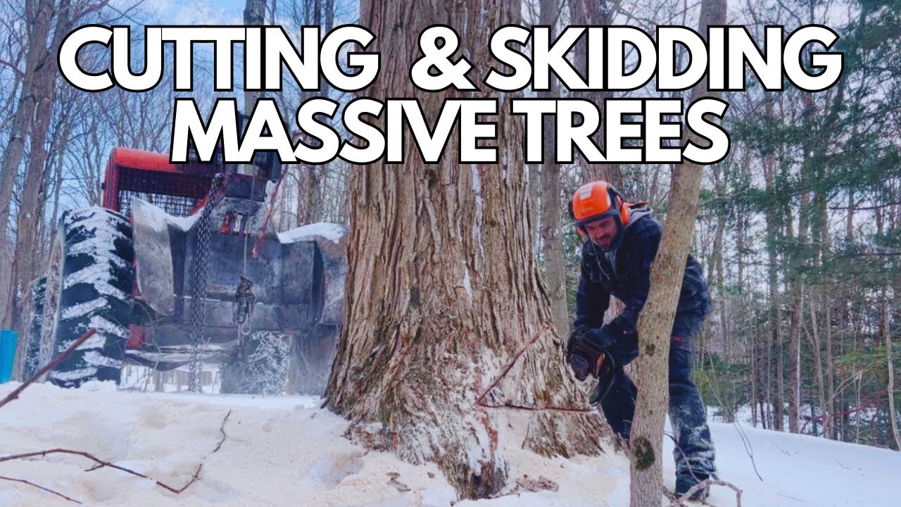 Cutting and skidding some massive hardwoods! Logging in New York