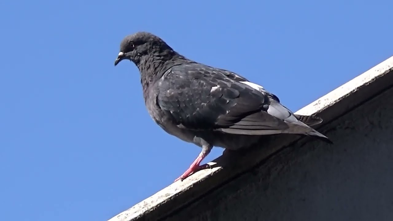 Pigeons England UK  August Second 2025 Pigeons Sparrows And Starling