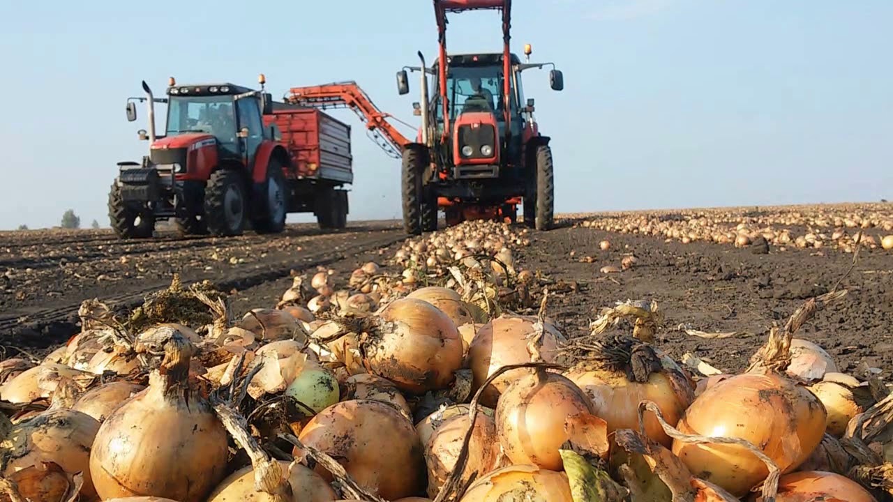Zbiór cebuli / Kujawy 2017 / Massey Ferguson