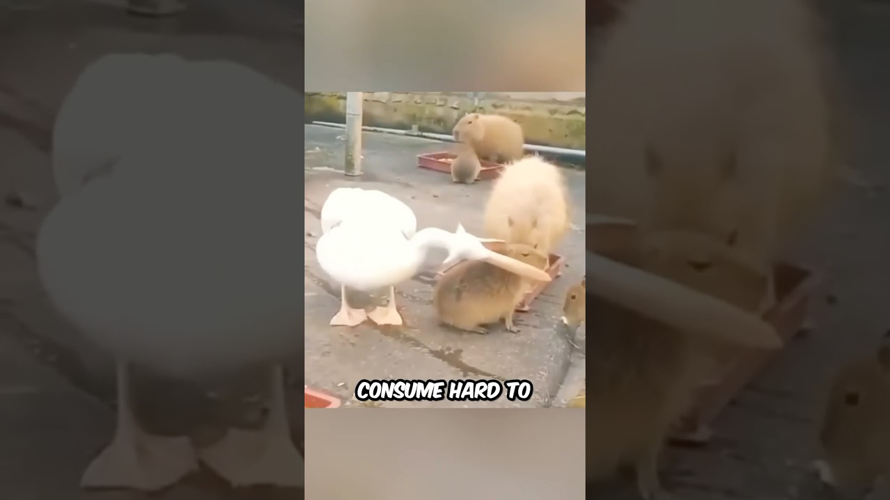 Gastrolith Ingestion EXPLAINED