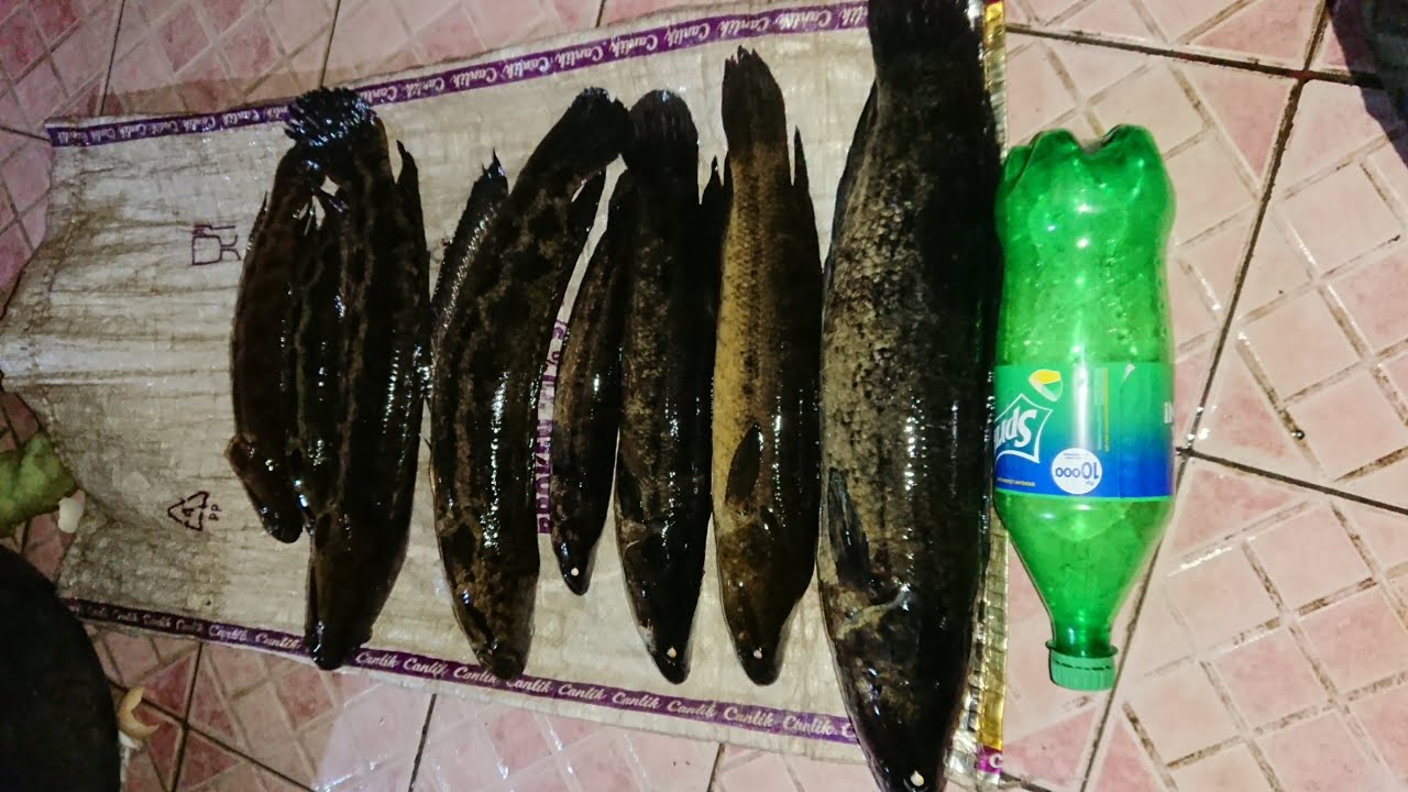 Casting bujuk pesta strike size idaman