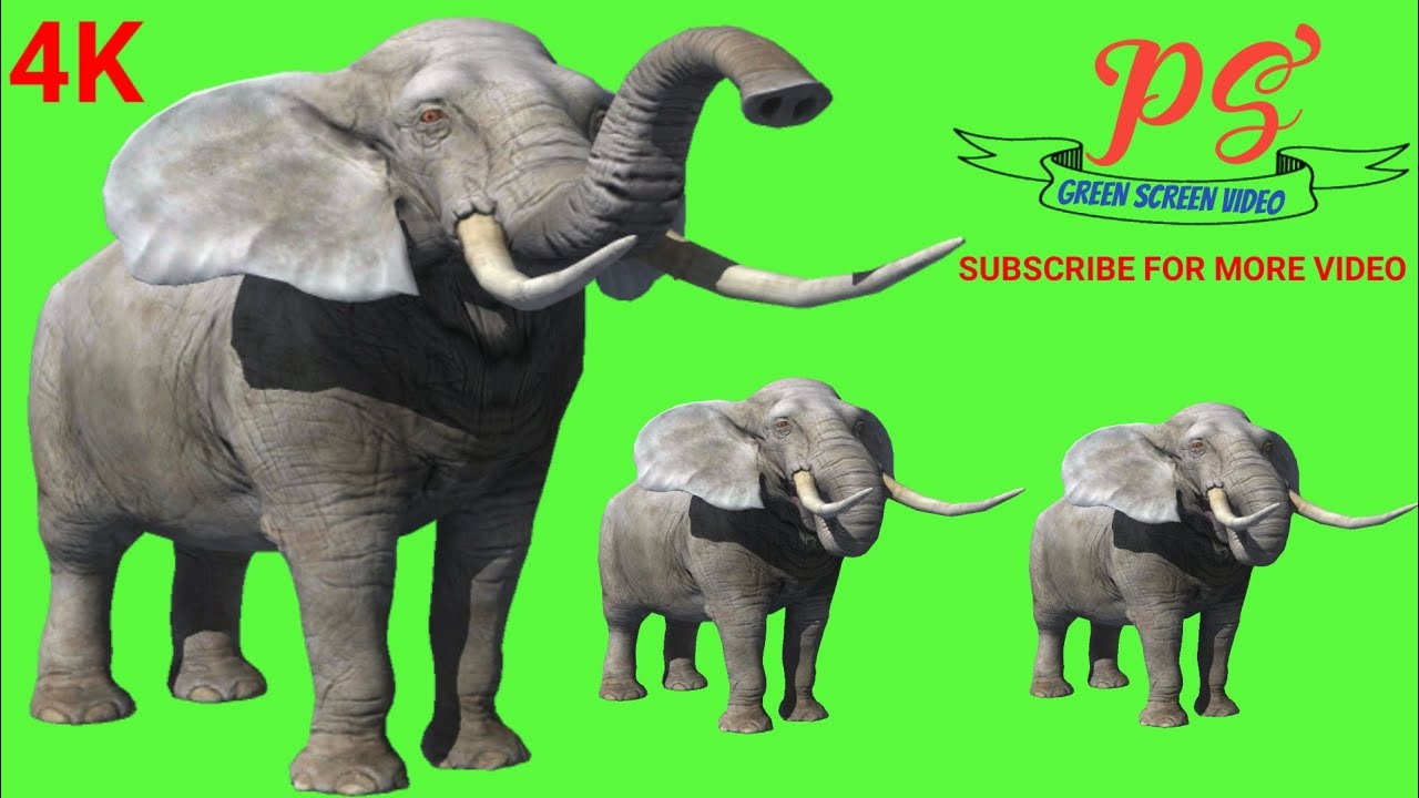 Elephant Green screen video, Green screen video, Green screen footage,@PSGreenScreenVideo