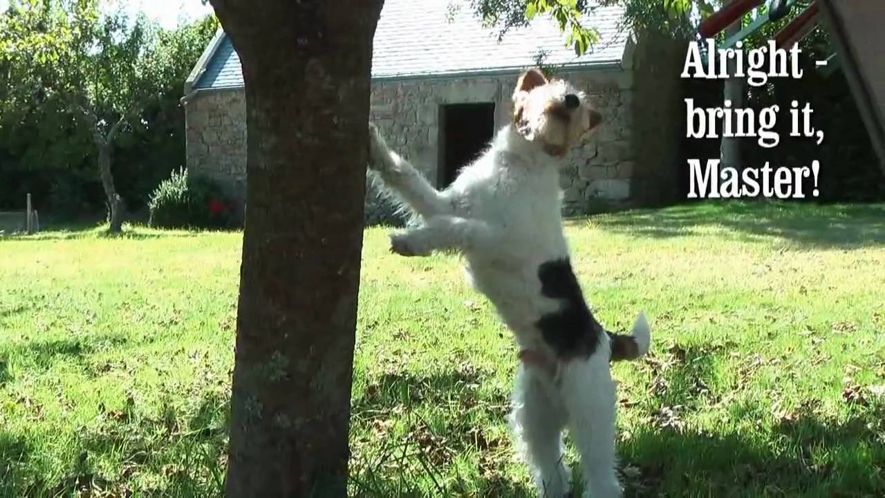 Ben Fox Terrier - How I Nailed The Cat, France 2010