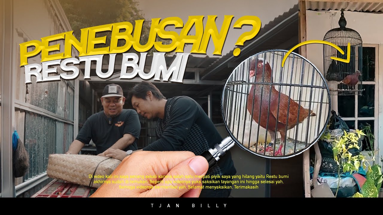 AKHIRNYA KETEMU MERPATI PIYIK ANAK CAKRABUMI