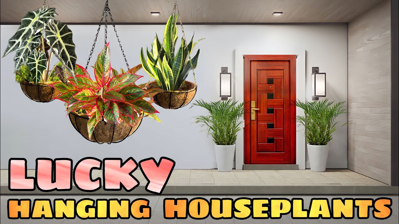 7 LUCKY HANGING HOUSEPLANTS | 7 Swerteng halaman o hanging plants para sa good health at bahay