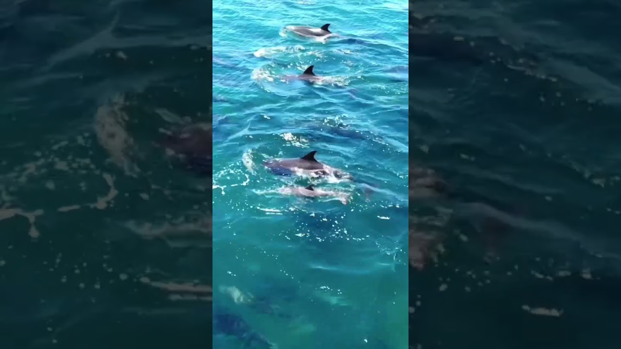 SAILING WITH DOLPHINS🐬          #shorts #sailing #boatlife