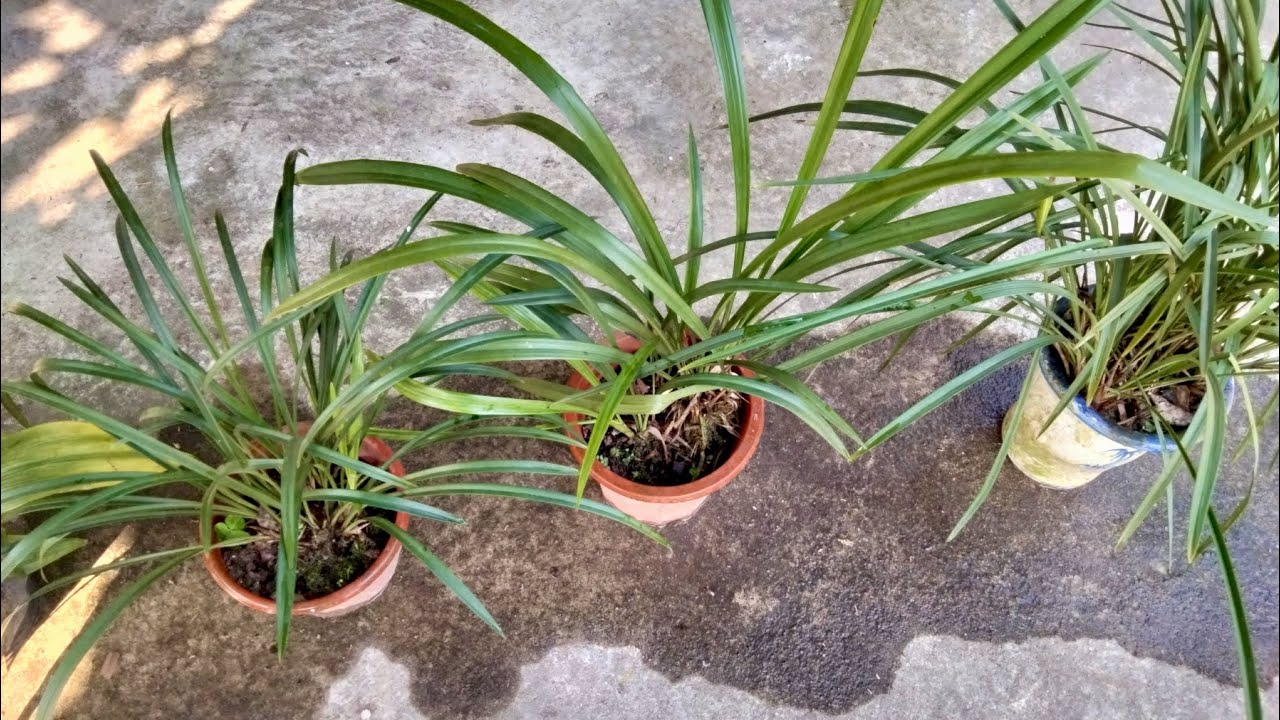 Lan rừng | Địa lan Tứ Thời Cổ ra hoa quanh năm