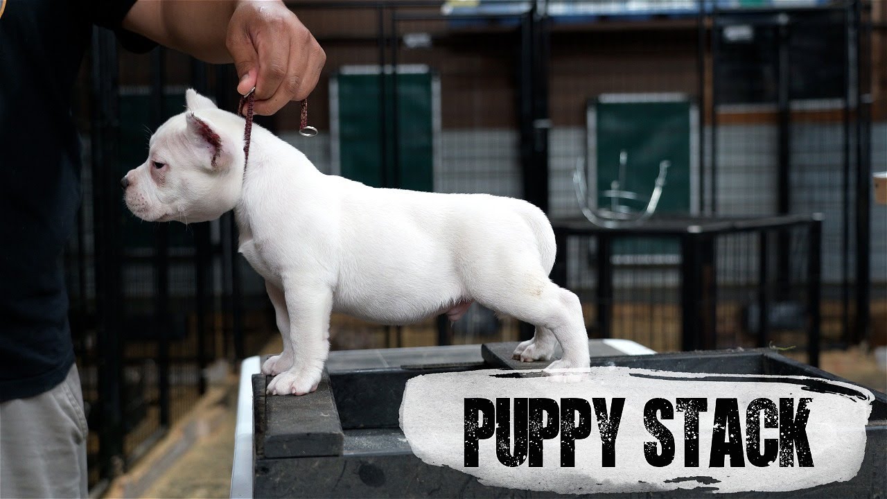 1st time american bully pup stacking