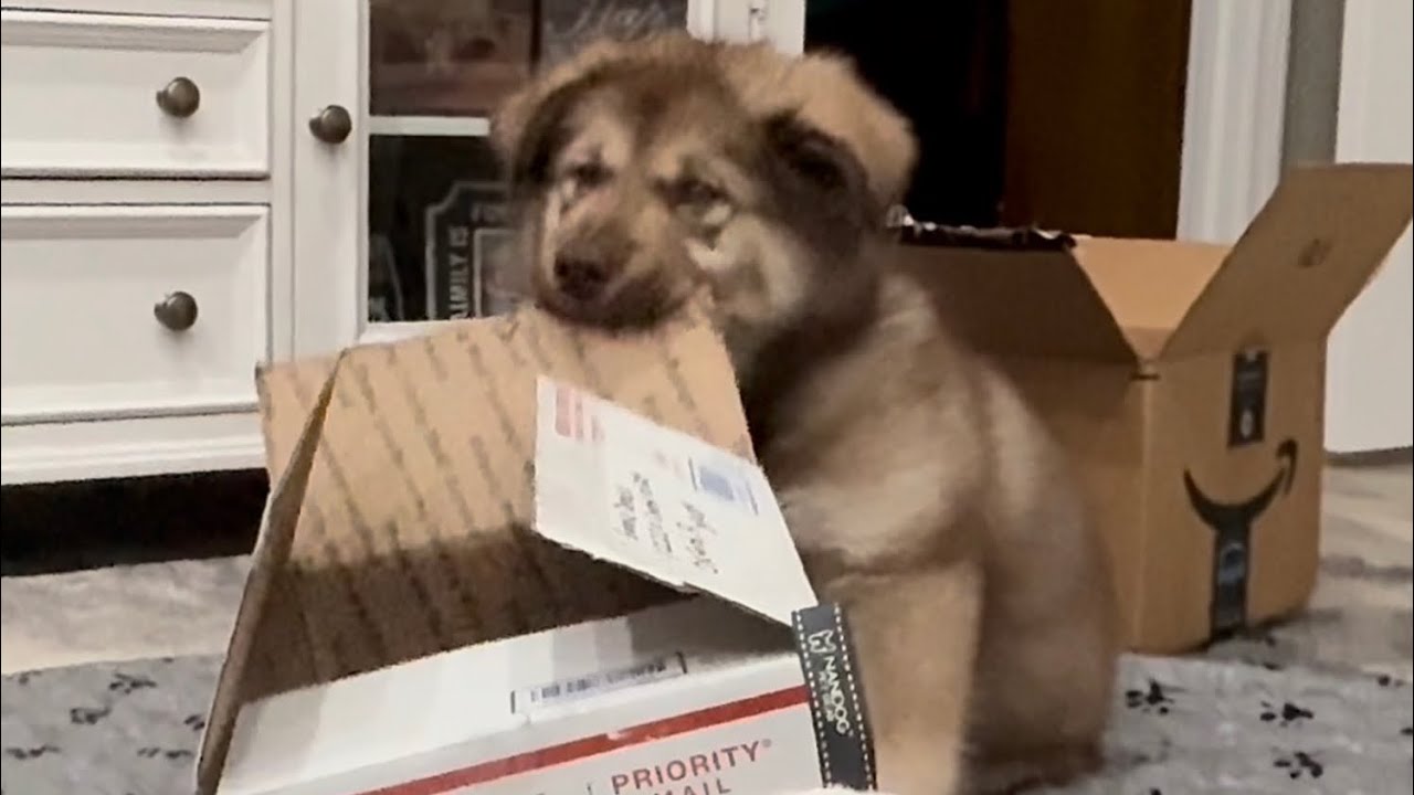 Grandma Sent Zeus a Memory Box… and Chaos Ensued 😂🐺