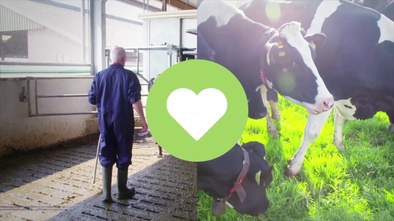 Hoe zit het met de gezondheid van de Nederlandse koe?