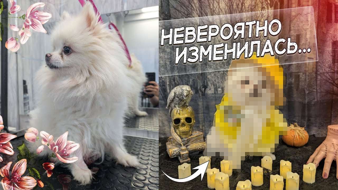 Пятеро лохматиков едут к грумеру... Преображение Баси, Молли и их друзей!