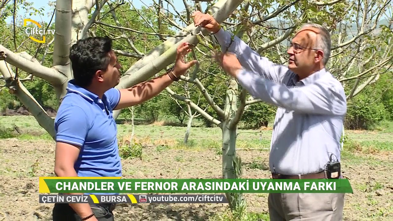 Ceviz Yetiştiriciliğinde Doğru Ürün Seçimi Ve Doğru Budama - Çetin Ceviz / Çiftçi TV