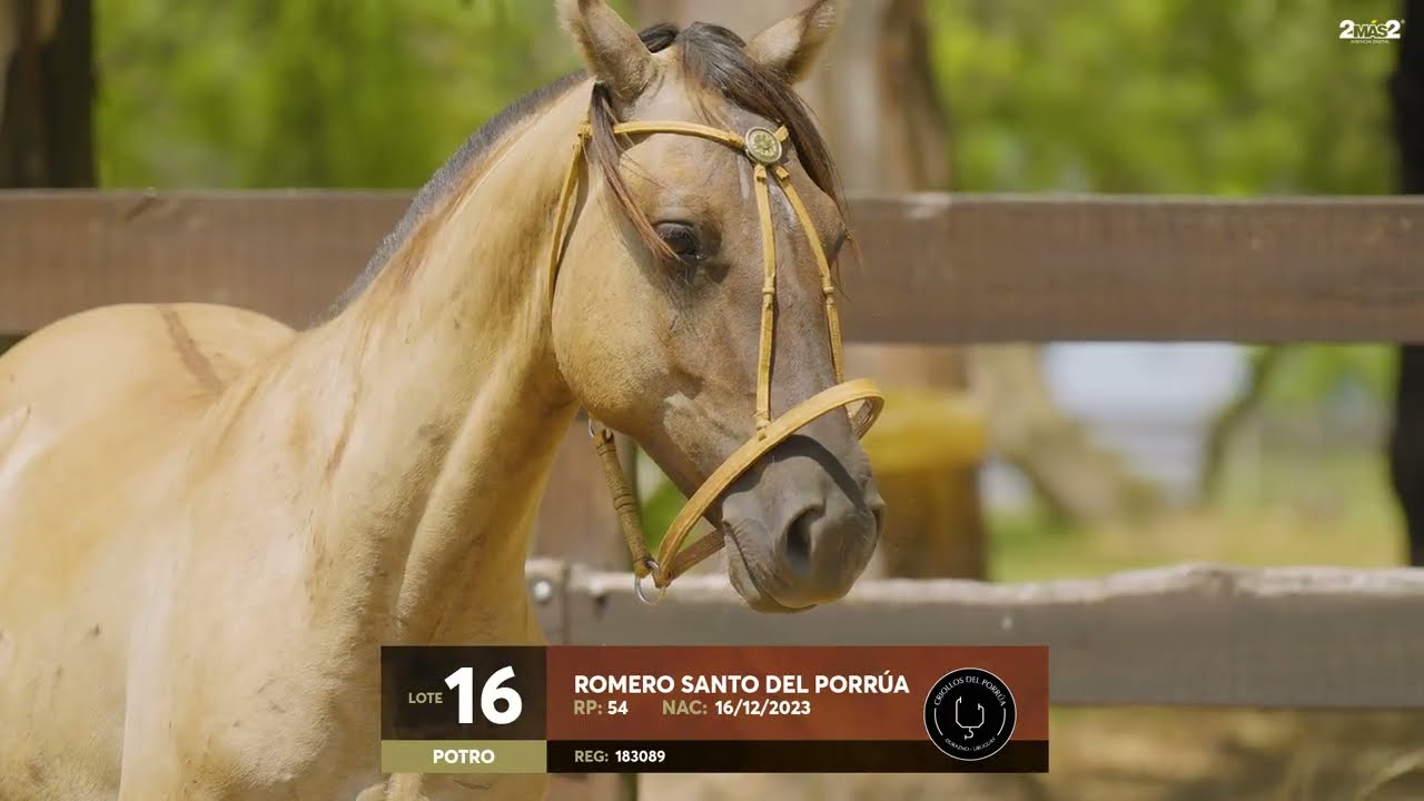 Lote 16