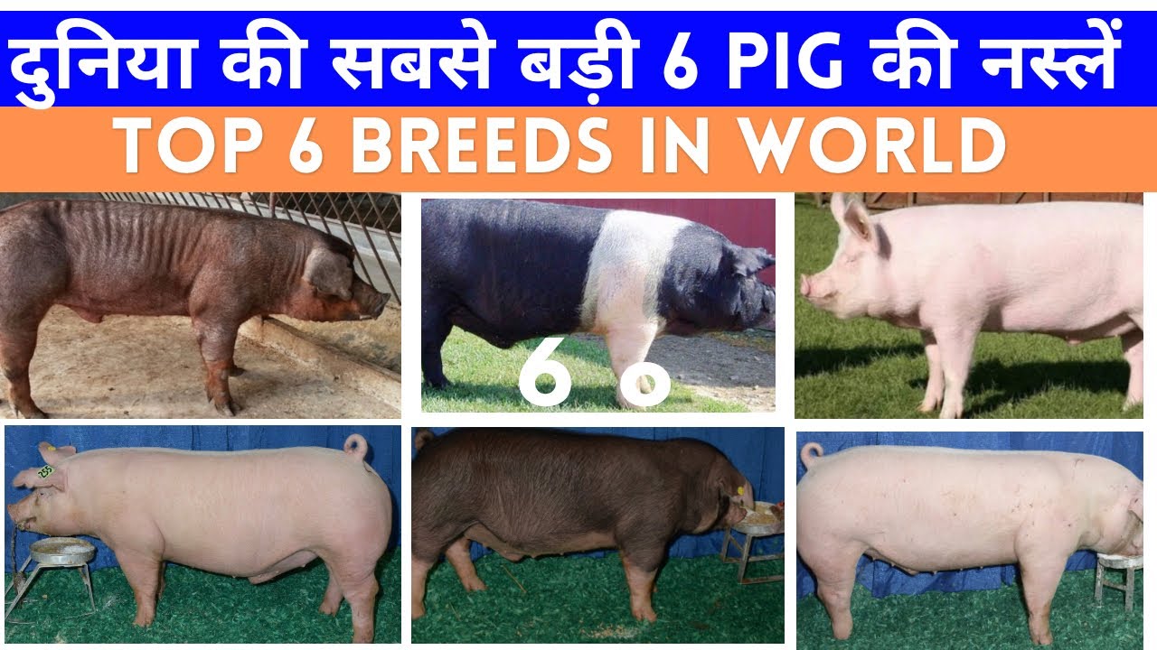 6 सबसे अच्छी Pigs की Breeds | Top 6 Pigs breeds for Farming | Successful Pig Farm |@drcharandeepsingh