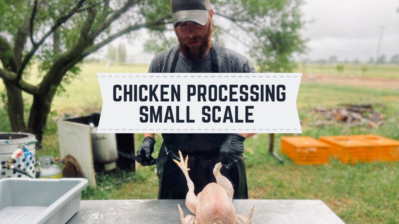 Tour Our Homestead Chicken Processing Set Up!
