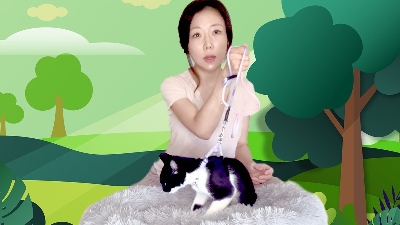 Testing Popular Cat Harnesses on Amazon
