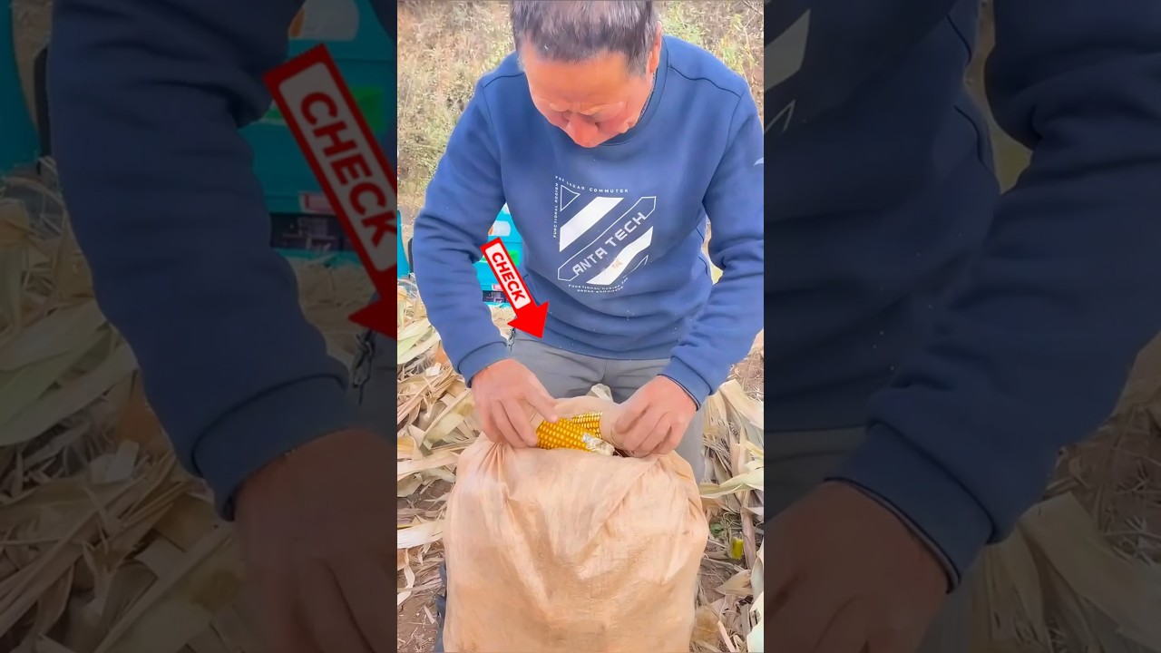 El truco m&aacute;s ingenioso para amarrar costales sin cuerda 🌽