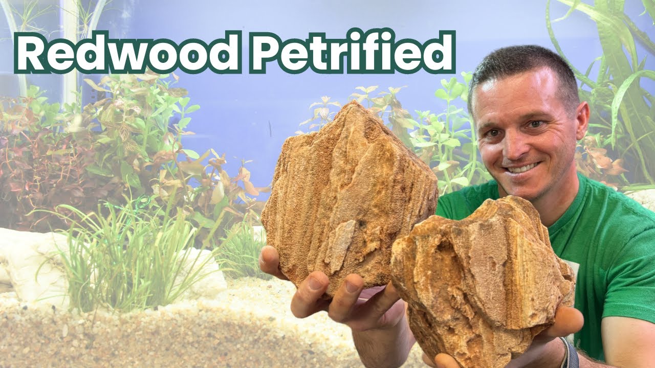 PETRIFIED FOREST Fish Tank With Redwood Stone