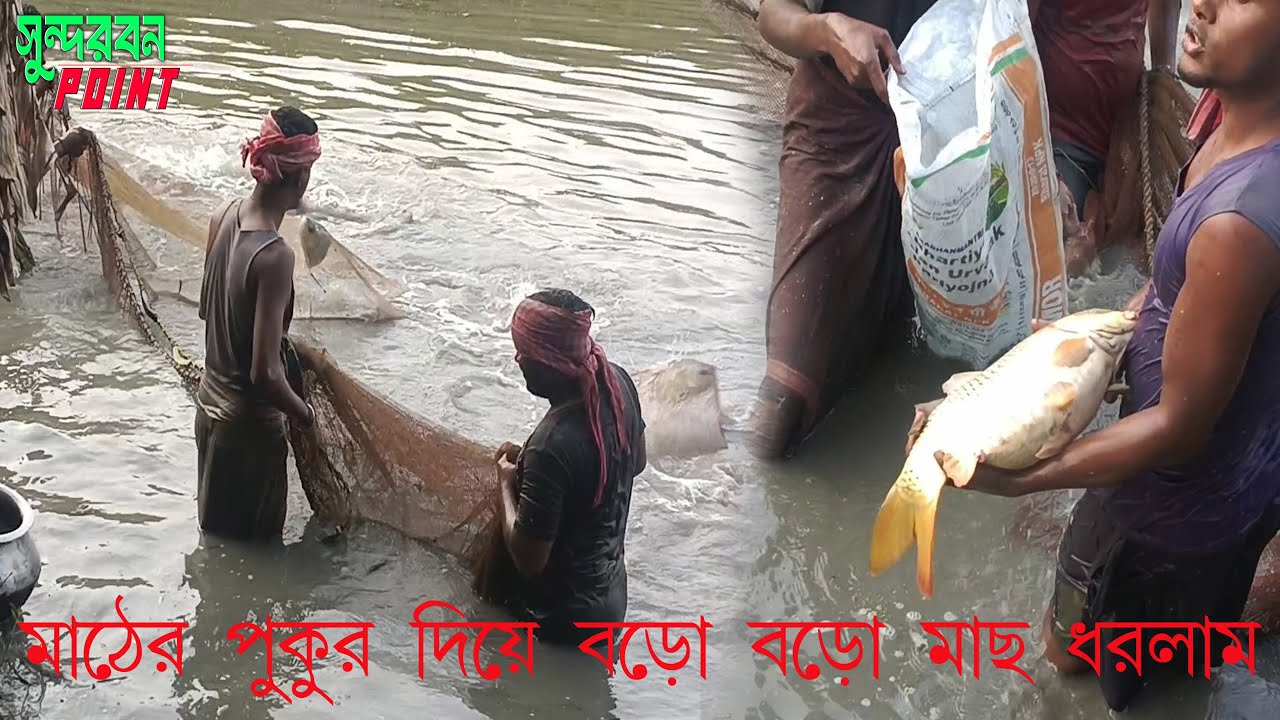 দ্বিতীয় দিন আমাদের মাঠের পুকুর দিয়ে বড়ো বড়ো মাছ ধরলাম জাল টানা দিয়ে || Sundarban Point