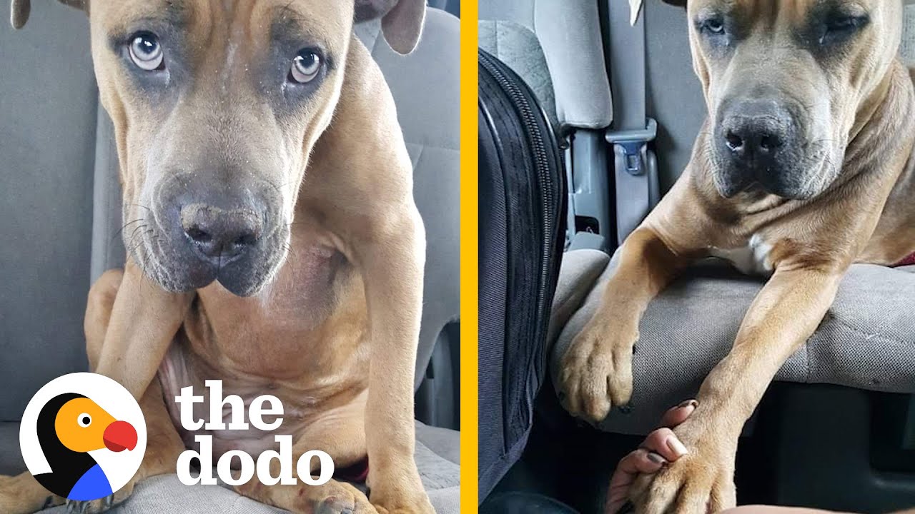 Pittie Keeps The Toy From The Day She Was Rescued | The Dodo