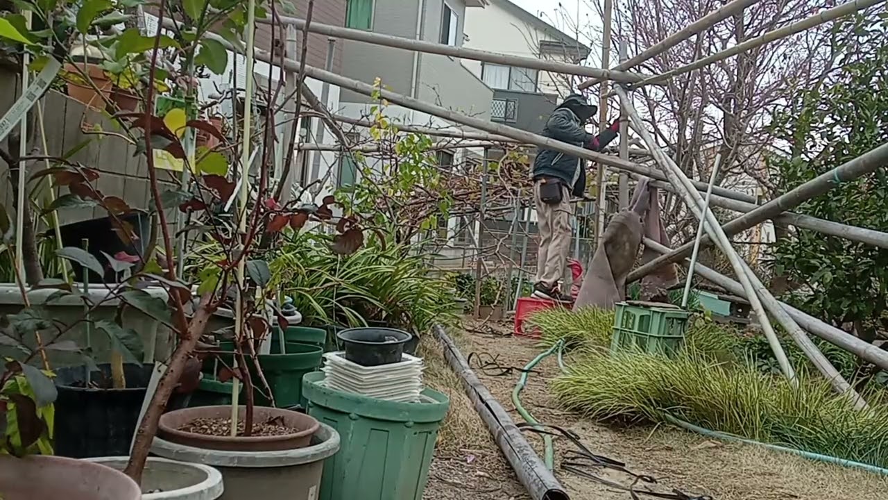 ブドウ棚解体。2025-12-28。