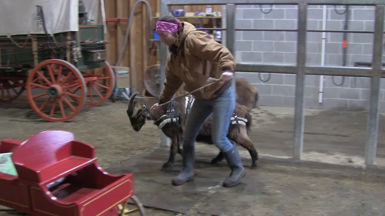 How to Harness a Goat for Wagon