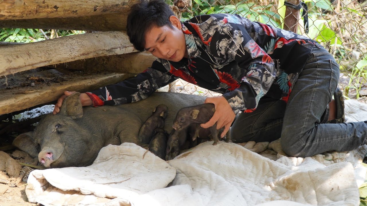 Harvesting luffa to sell at the market - The sow gives birth | Triệu Văn Tính