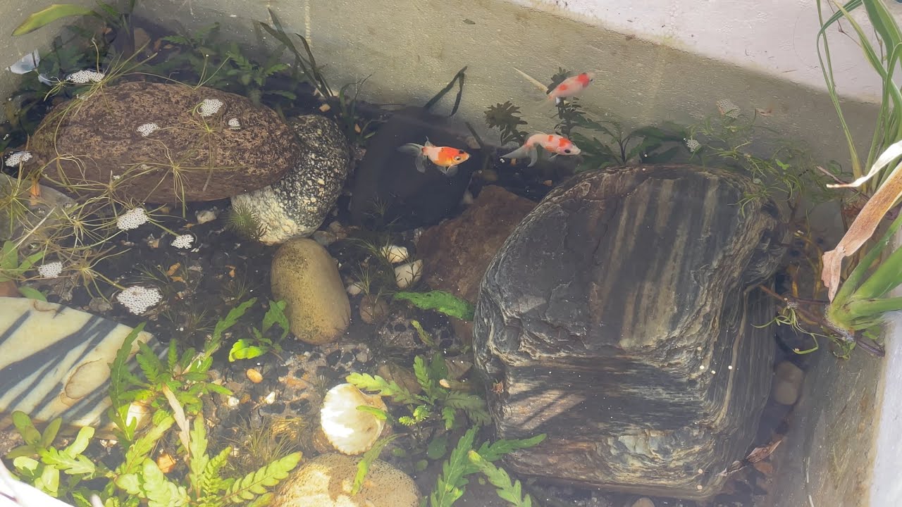 Mini outdoor pond for goldfish