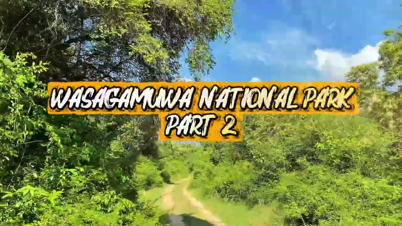 Wasgamuwa National park. (Part 2) #wasgamuwa #elephant #travel #srilanka #wildlife #wildepic #birds