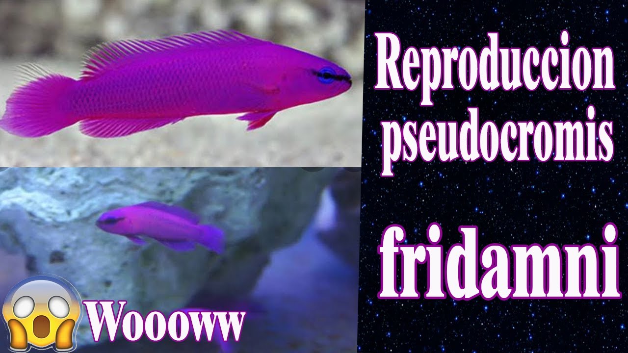 pseudocromis fridamni  cria reporte de exito en latinoamerica/ Efrén villegas Wooooww