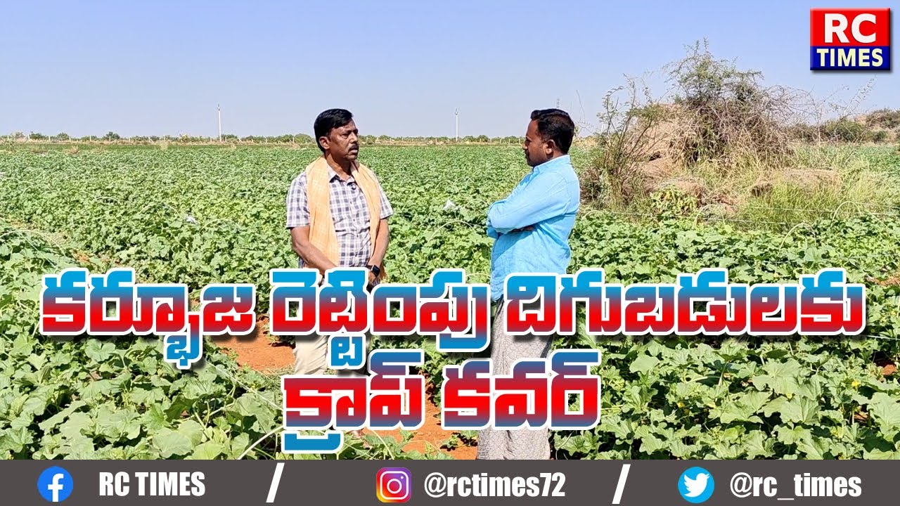 కర్భుజా రెట్టింపు దిగుబడులకు క్రాప్ కవర్ ప్రయోగం!! చీడపీడల నివారణకు క్రాప్ కవర్ రక్షణ!!