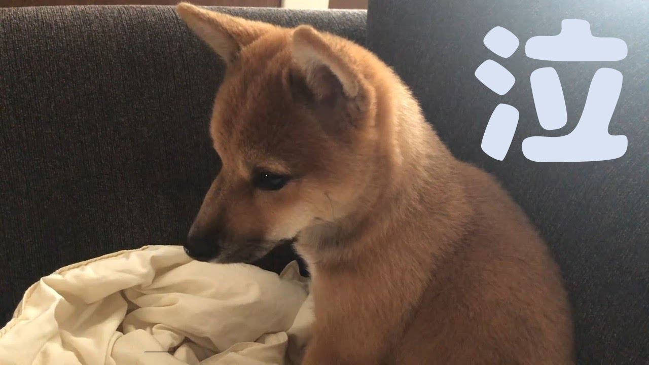 柴犬（豆柴）みかん｜かわいいお顔に〇〇が…（涙）