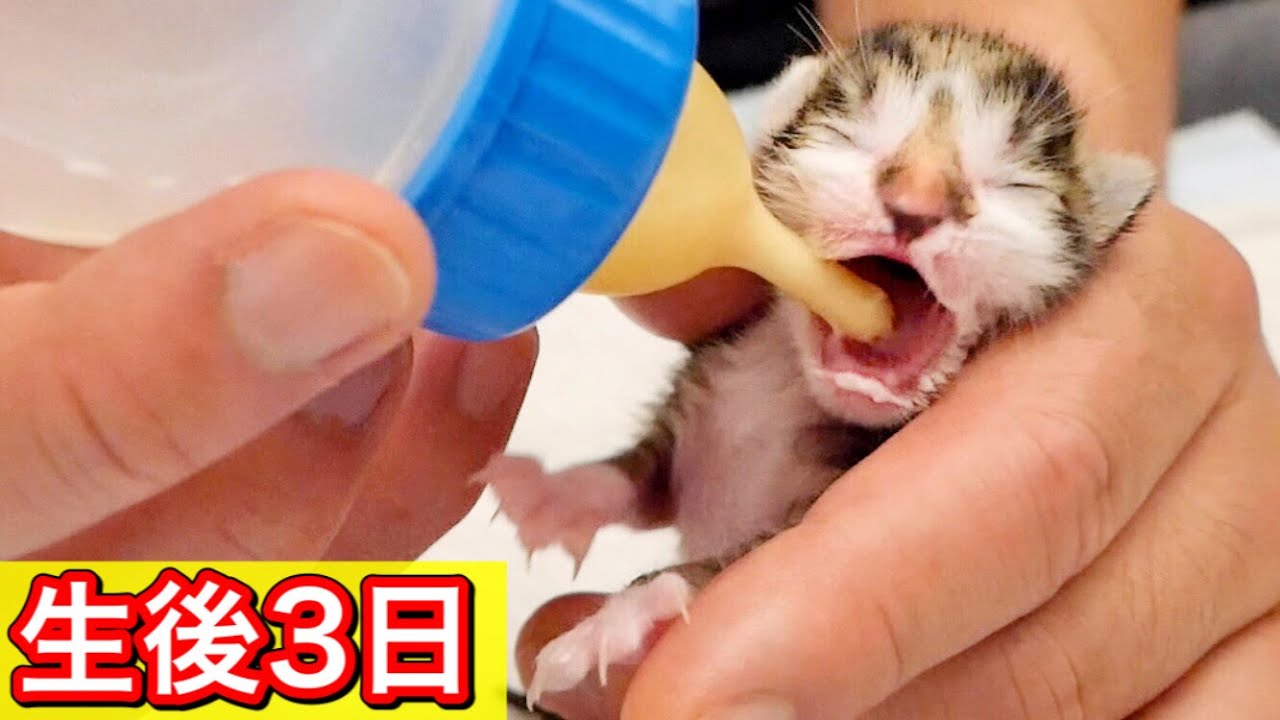 生後３日の赤ちゃん子猫がミルクをスゴい勢いで飲む。【保護猫】