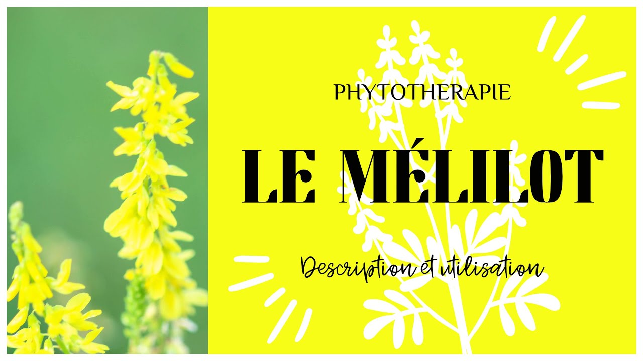 LE MÉLILOT EN PHYTOTHERAPIE - TOUT SAVOIR EN 3 MINUTES 🌿