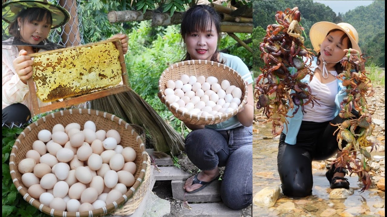 Harvesting honey, cucumbers, chicken eggs, plums and stream crabs for sale, fish pond renovation