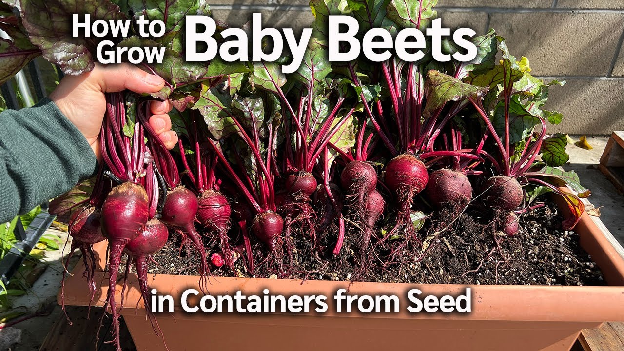 How to Grow Baby Beets from Seed in Grow Bags and Containers, from Seed to Harvest