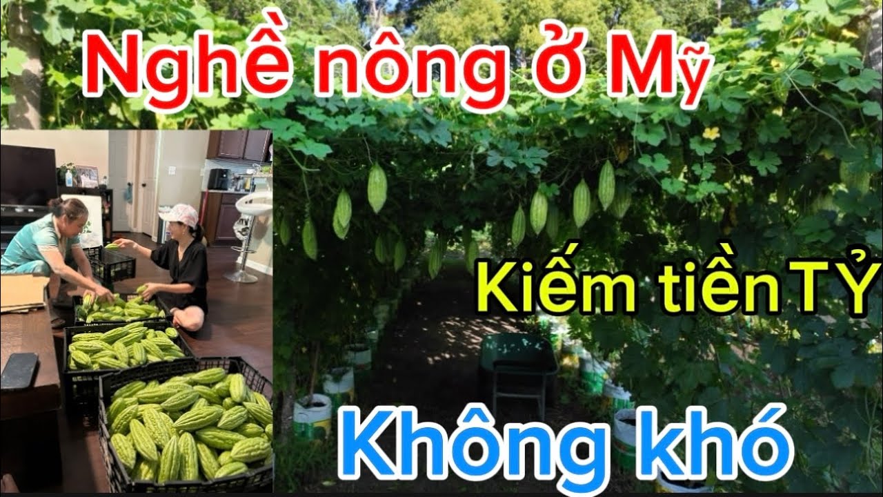 Nghề nông ở Mỹ kiếm tiền tỷ không khó!!