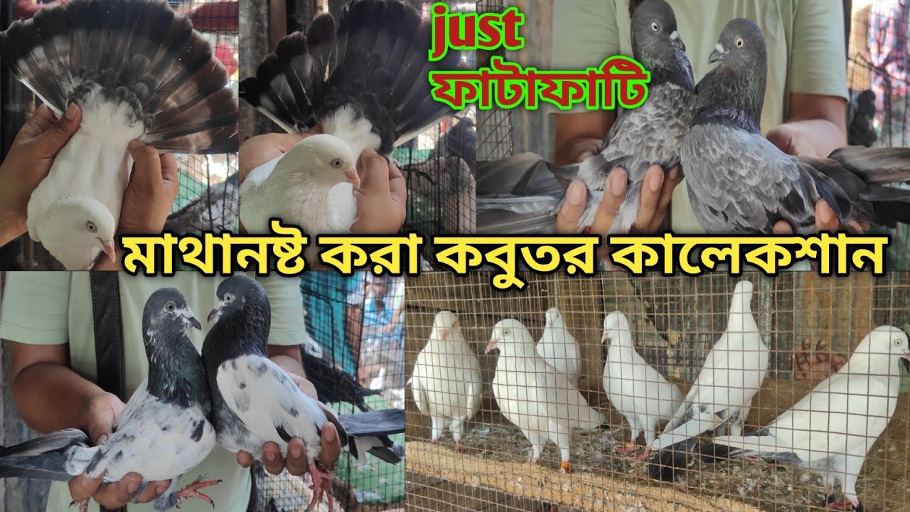 চিনি কালদুমার সেরা কালেকশন//Magrahat pigeon market visit//কাদেরদার দোকানে গিরিবাজ কবুতর@Theskybirds