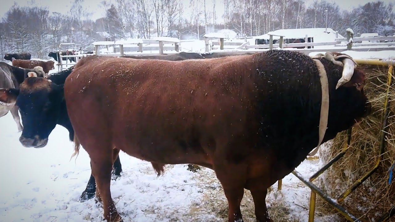 Последние минуты рыжего гиганта (это видео на дзене, см. описание 👇)
