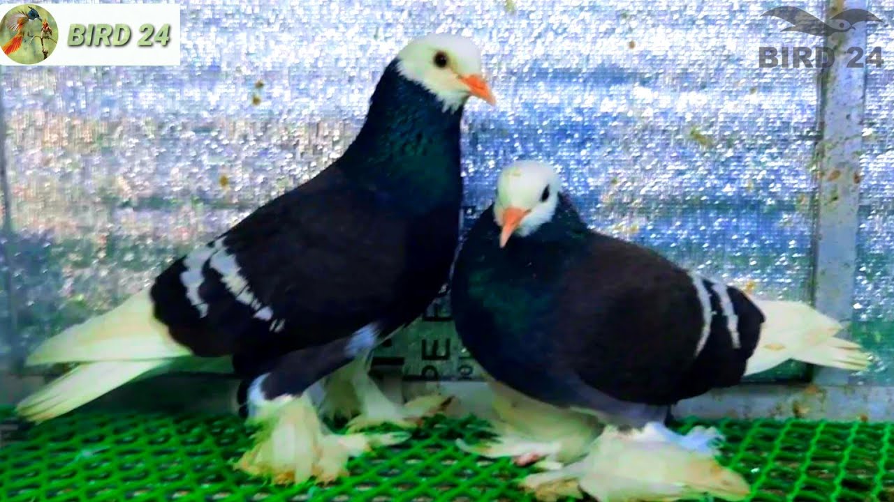 Top 10 Pigeons | Best Fancy Pigeon Breeds | Fancy Kabootar Show