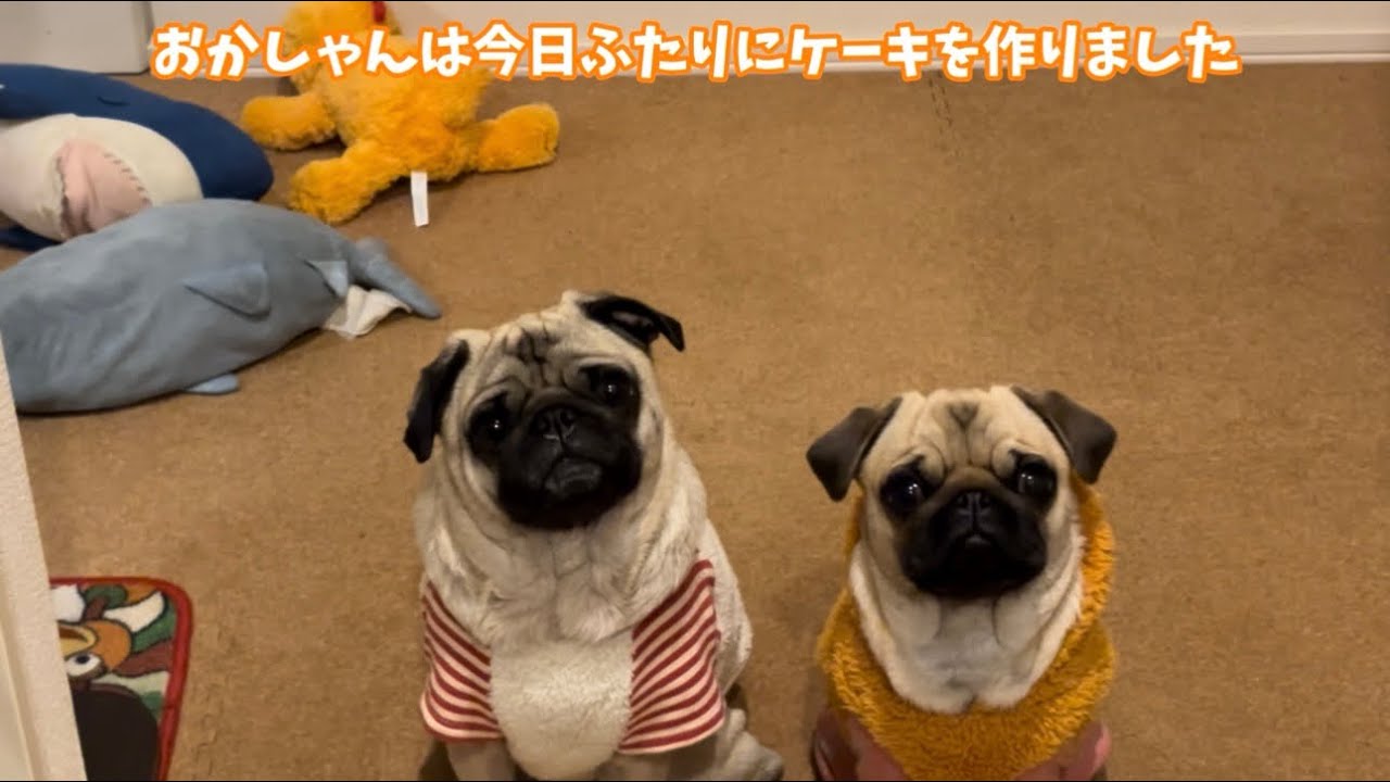 【2025年12月30日】うちの子になってくれてありがとう