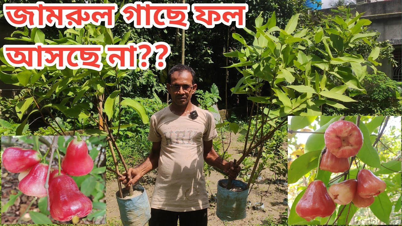 প্রচুর ফলন পেতে জামরুল গাছের সঠিক পরিচর্যা।