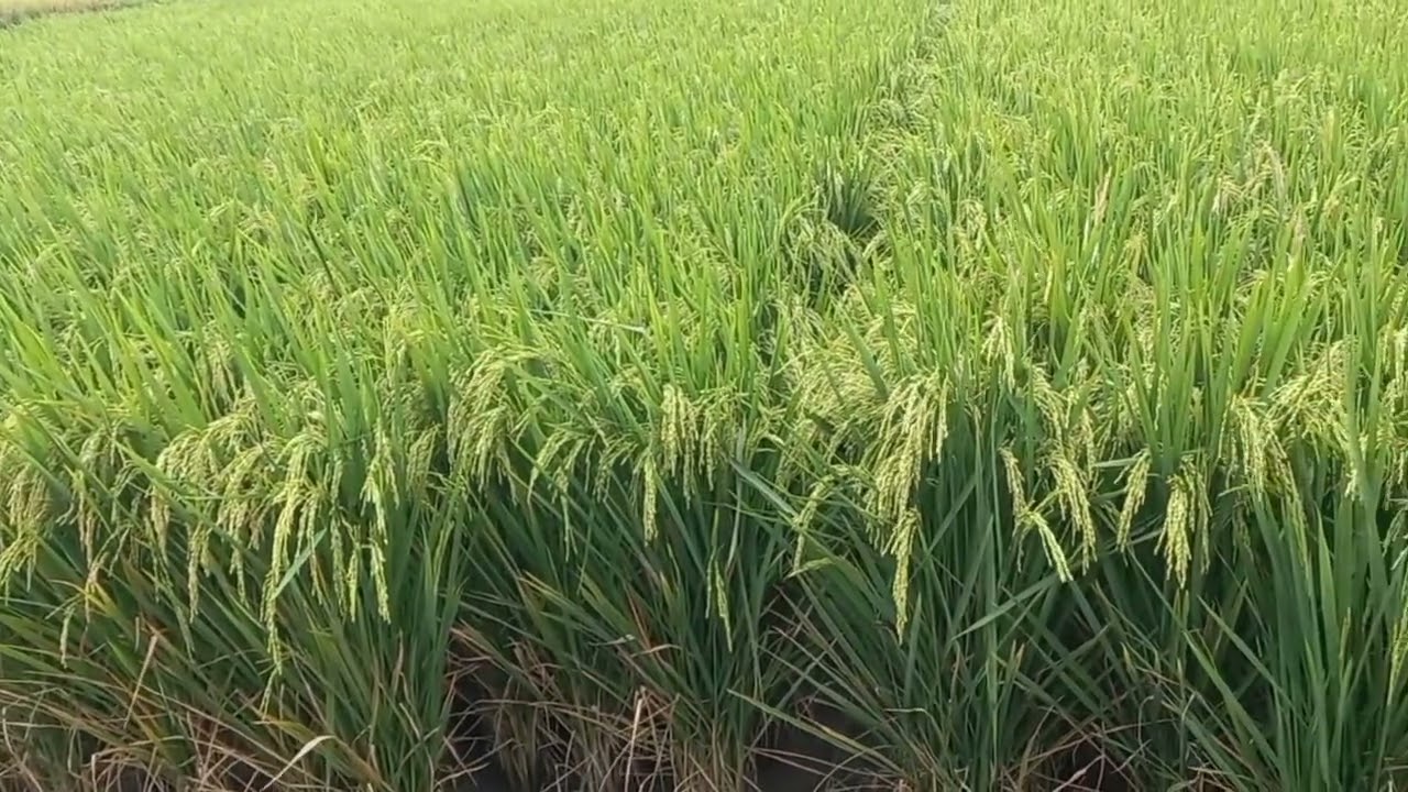 Cisugih