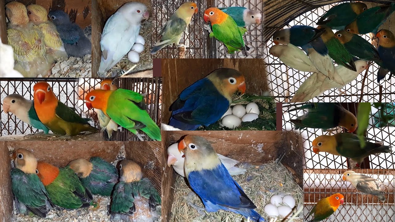 Love birds Mutation Best Breeding Progress