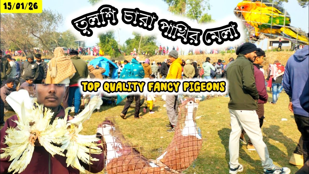 😱তুলশি চারা পাখির মেলা 2026 top quality fancy pigeons Recent New Video@Smanimalscare99 
