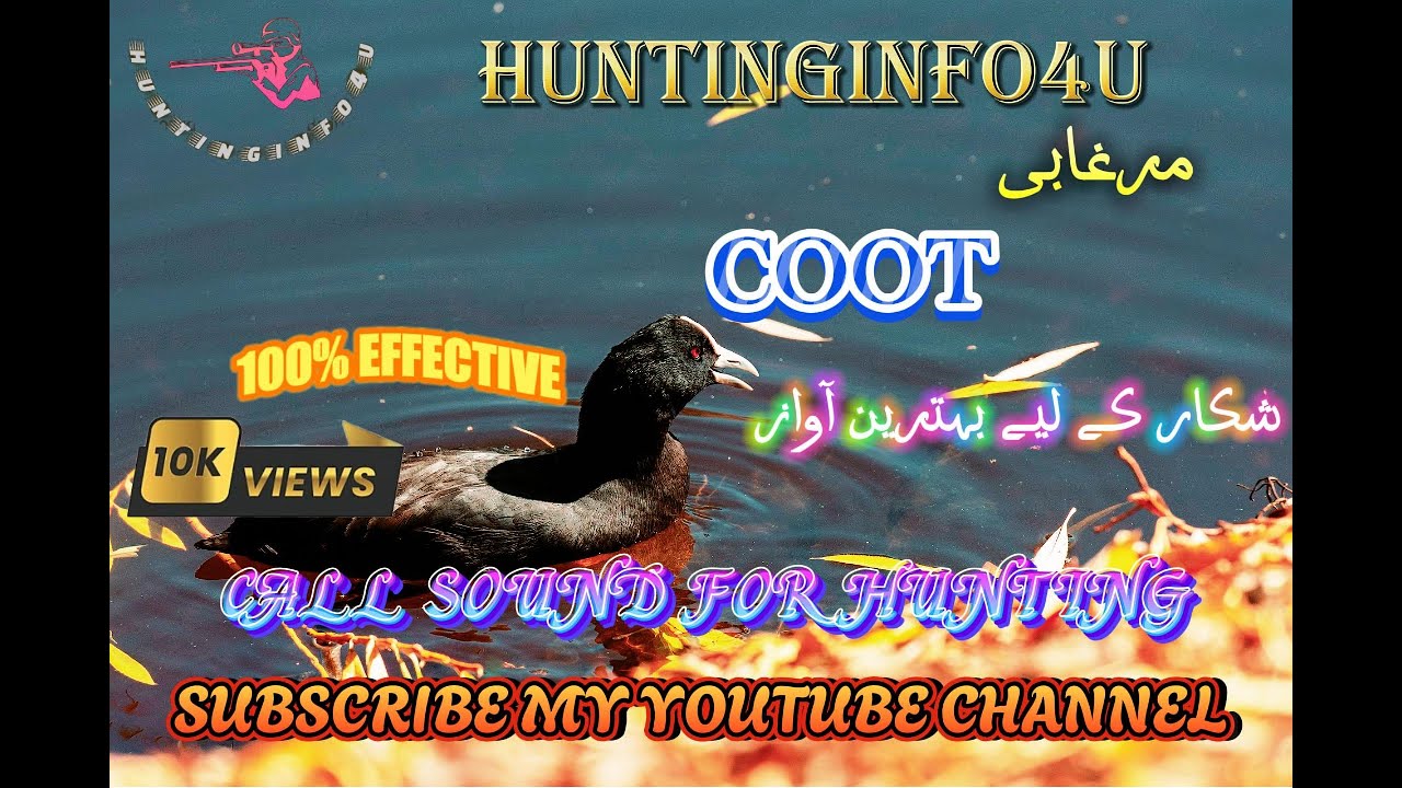 coot sound, coot bird sound, American coot sound for hunting