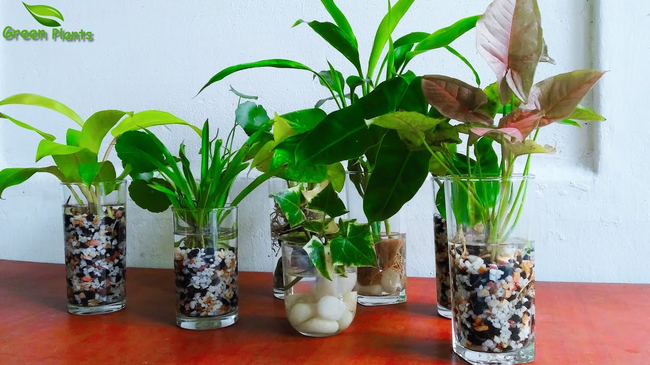 How to Make Indoor Water Garden | Grow Plants in Water//GREEN PLANTS