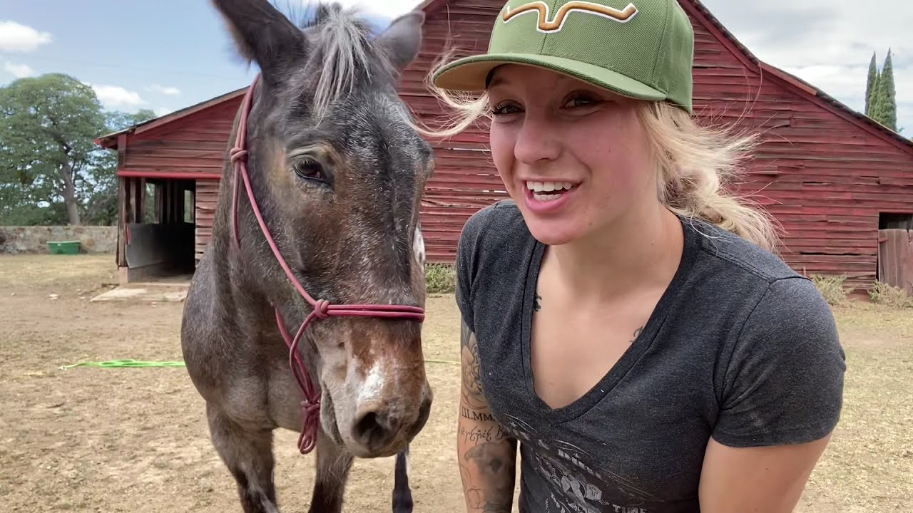 Working with mule spooky mule, mule training progress#mules #spook #bolting #ridingmules